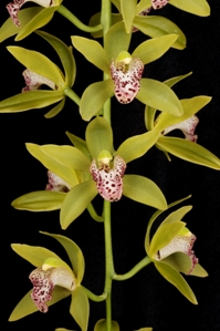 Cymbidium Cliff Hutchings New Horizon AM/AOS 82 pts.